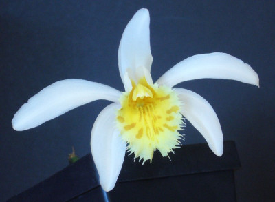 Pleione_grandiflora_04-2013_B_900x900_80KB.jpg