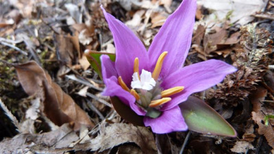 Erythronium_sibiricum_Austrieb.jpg