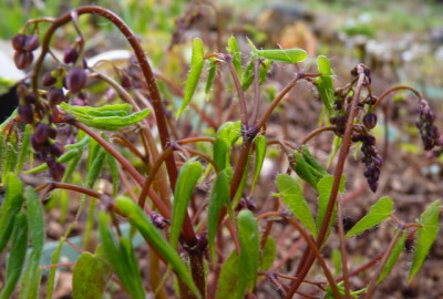 Epimedium_Domino.JPG