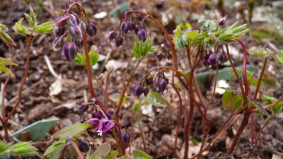 Epimedium_grandiflorum_Purple_Prince.JPG