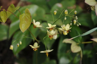 2013-04-23_acuminatum_x_pinnatum_DS0_2713.jpg