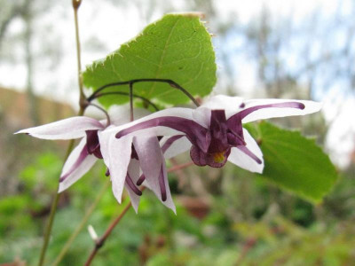 Epimedium_mikinorii_1024x768.jpg