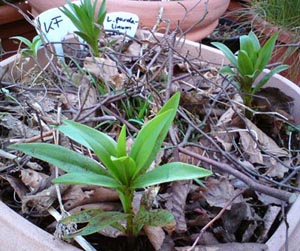 Lilium_pardalinum_Austrieb_klein.jpg