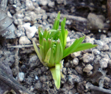 Lilium_pumilum_Austrieb_klein.jpg