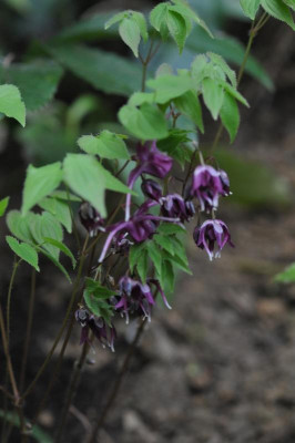 2013-04-28_Epimedium_Purple_Prince.jpg