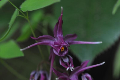 2013-04-28_Epimedium_Purple_Prince_nah.jpg