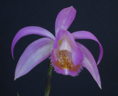 Pleione_aurita_x_coronaria_04-2013_900x900_80KB.jpg