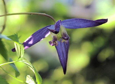 Clematis_macropetala.jpg