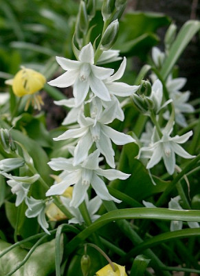 04210037_eOrnithogalum_nutans.JPG