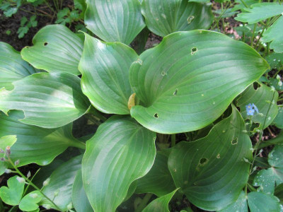 GP_Hosta-ID_7_b_Foto_2013-06-01.jpg