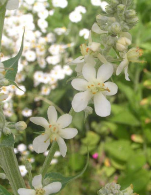 Verbascum_lychnitis.jpg