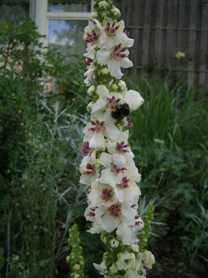 Verbascum_von_Potz.jpg