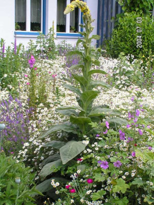 Verbascum_densiflorum.jpg