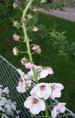 Verbascum_blattaria_albiflorum.jpg