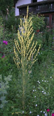 Verbascum_v._strae.jpg