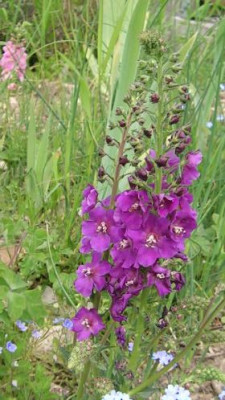 Verbascum_phoeniceum_.JPG