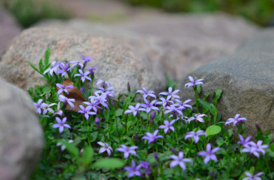 13Jun_Lobelia_pedunculata_Fugen.JPG