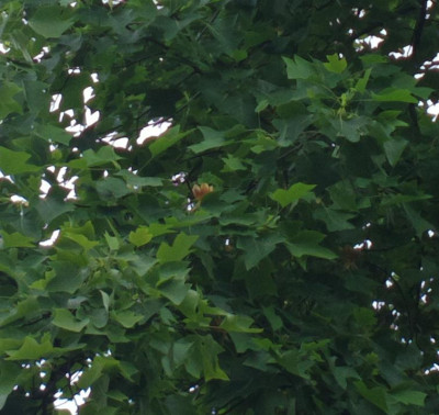 2013-06-21-2428Liriodendron_sinense.jpg