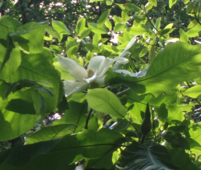 2013-06-22-2492_Magnolia_macrophylla.jpg