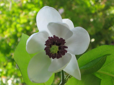 Magnolia_Sieboldii2_web_160613.JPG