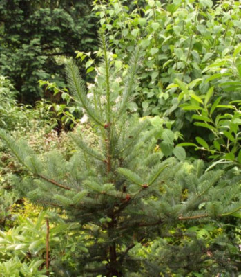 2013-06-29-2543_Abies_spectabilis_Bu133_Sandakphu_3650m.jpg