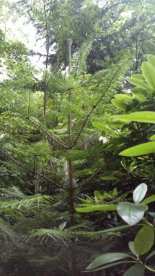 2013-07-01-2589_Abies_chensiensis.jpg