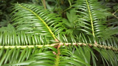 2013-07-01-2590_Abies_chensiensis.jpg