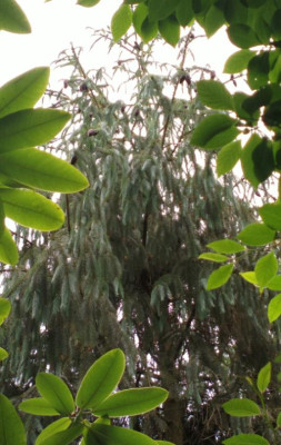 2013-07-01-2598_Picea_spinulosa.jpg