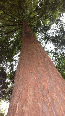 2013-07-01-2594_Sequoia_sempervirens.jpg