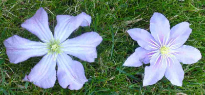 Clematis-Vergleich.jpg