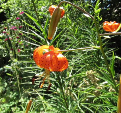 Lilium_davidii_130707.jpg