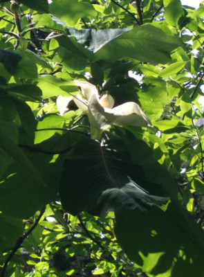 2013-07-02-2630_Magnolia_macrophylla.jpg