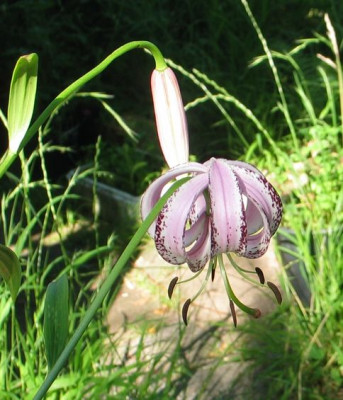 Lilium-lankongense-2013.jpg