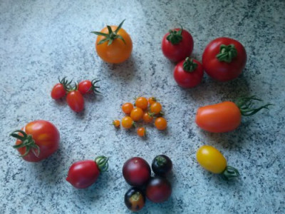 Tomatenernte_4.8.13.jpg