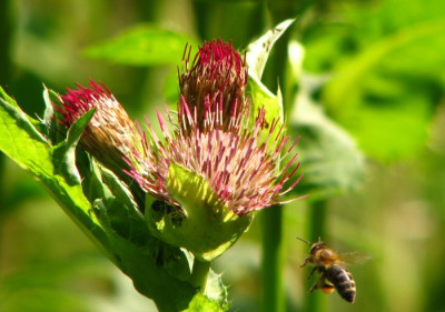 cirsium_rot.jpg