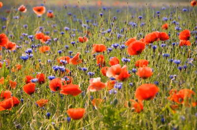 Blumenwiese-Lassaner-Winkel.jpg