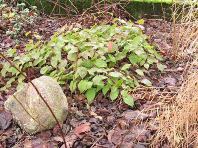 Epimedium_pinnatum_subsp._colchicum_1024x768.jpg