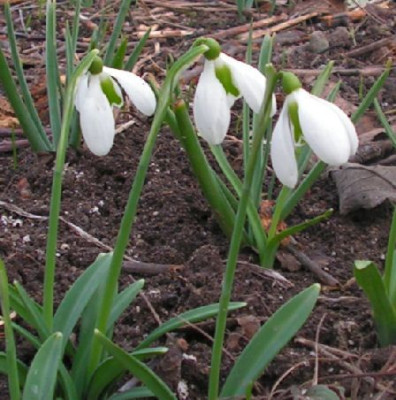 Galanthus_Lord_Lieutenant_029a.jpg