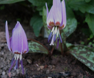 Erythronium_dens-canis_...__20.3.14_018.jpg