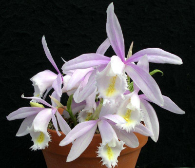 comp_Pleione_Ueli_Wackernagel_Pearl_07.04.14.jpg