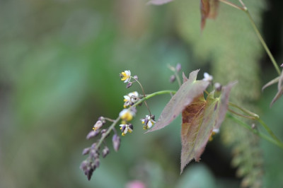 Epimedium_sagittatum_04.jpg