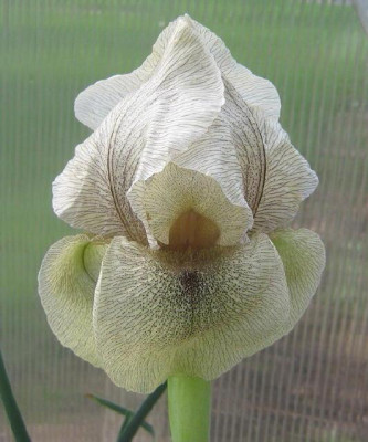 Iris_gatesii_14_1_1_1.jpg