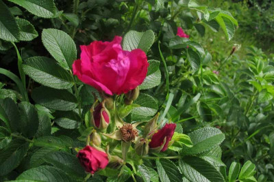 rugosa0.jpg