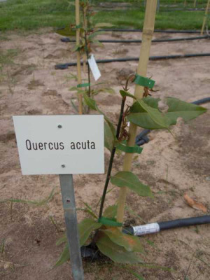 Quercus_acuta.JPG