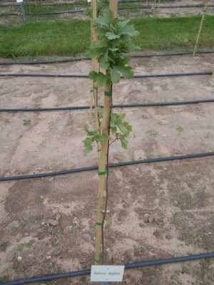 Quercus_duglasii.JPG