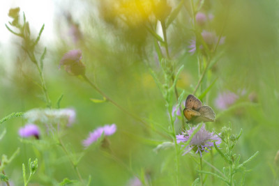 Schmetterling-Phoenix-Jul1614_027.jpg