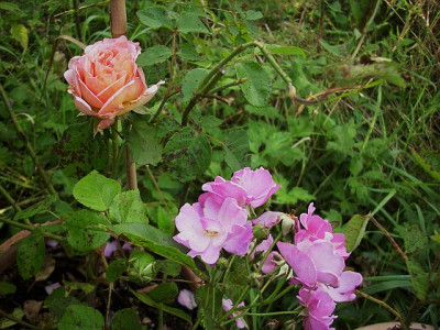 2014_abraham_darby_mit_lavender_dream.jpg