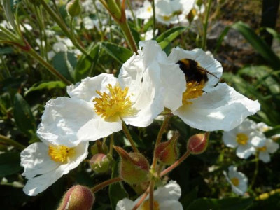 Cistus_laurifolius_P10705902.jpg