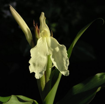 Roscoea_140705.jpg