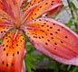 Lilium_Red_Electric1_250608_Ava.jpg